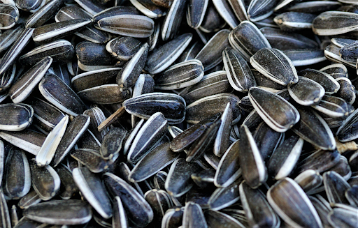 சூரியகாந்தி விதை பயன்கள்-sunflower seeds benefits in tamil