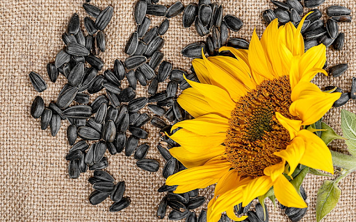 சூரியகாந்தி விதை பயன்கள்-sunflower seeds benefits in tamil