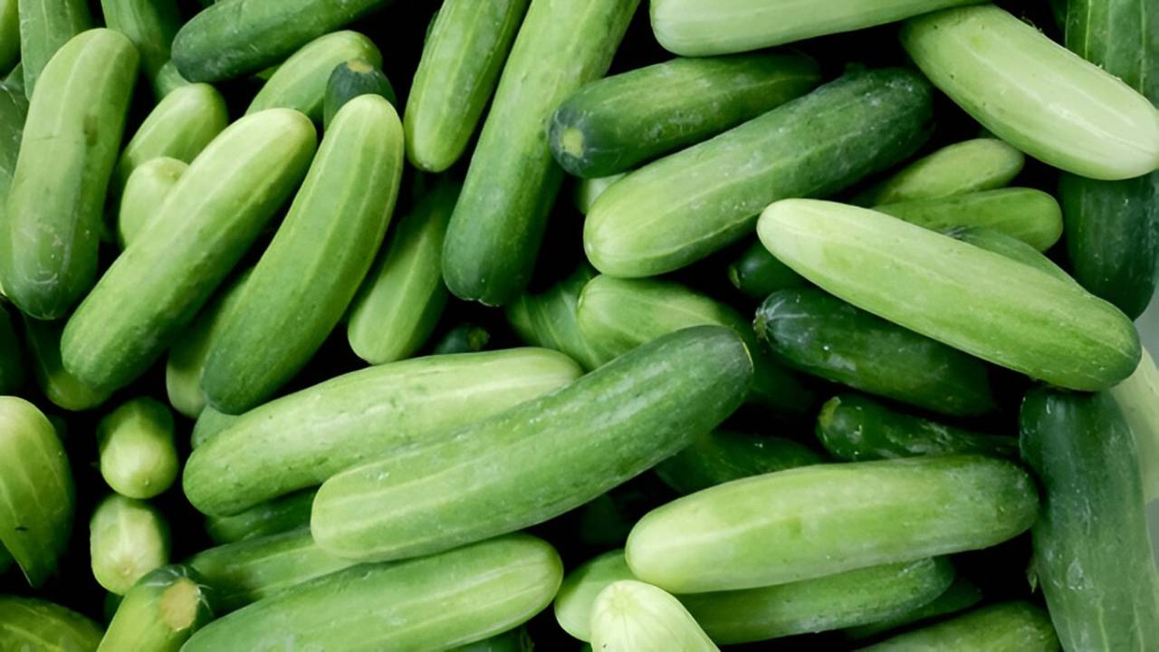 cucumber-body-heat-reduction-benifits-and-their-medicinal-details-in-tamil