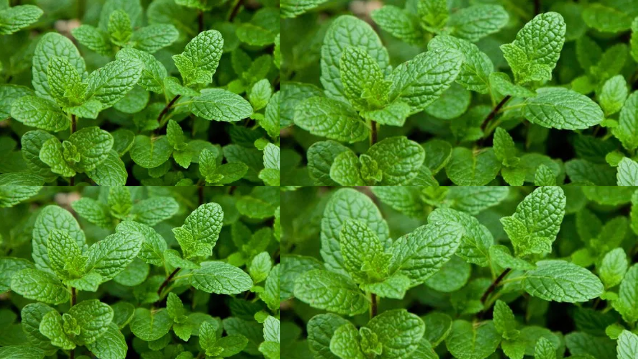 Benefits of puthina in tamil