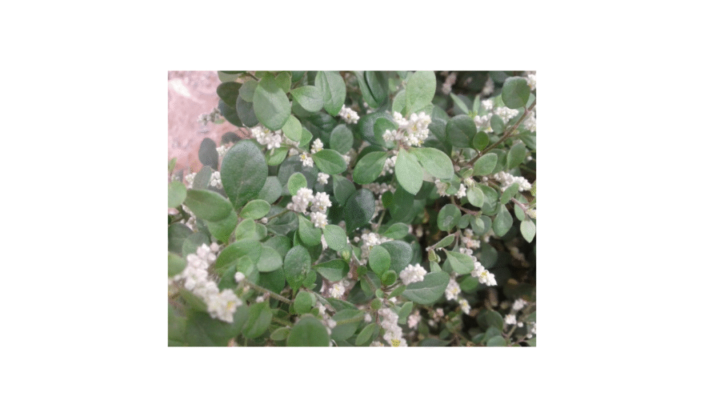சிறுகண் பீளை செடியின் நன்மைகள் | Benefits of sirukan peelai in tamil 3 Benefits of sirukan peelai in tamil