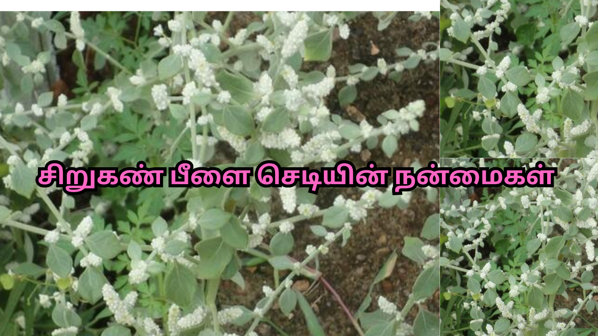சிறுகண் பீளை செடியின் நன்மைகள்