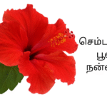 செம்பருத்திப் பூவின் நன்மைகள்
