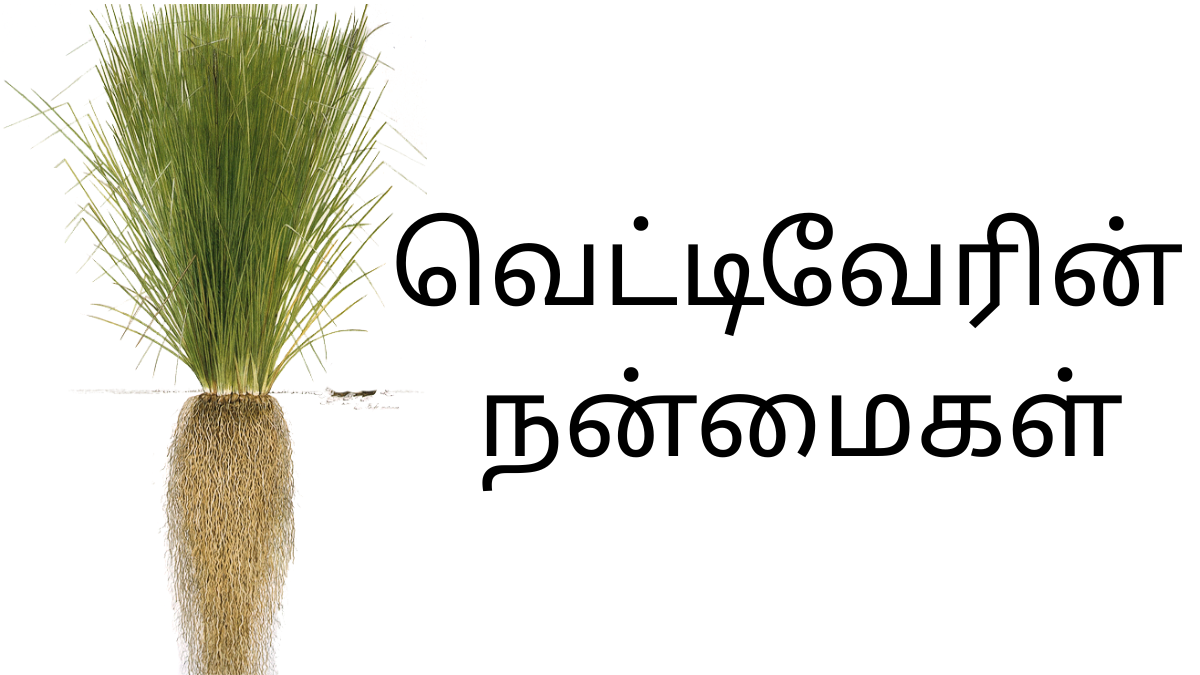 வெட்டிவேரின் நன்மைகள்