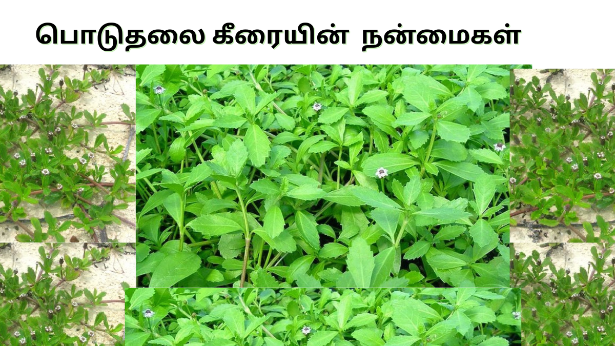 பொடுதலை கீரை